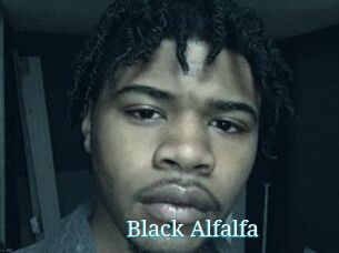 Black_Alfalfa