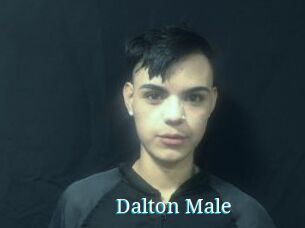 Dalton_Male