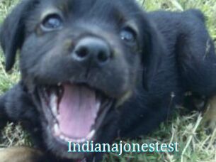Indianajonestest