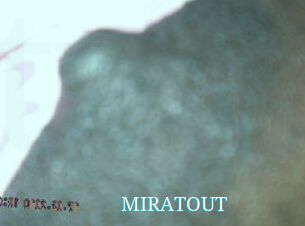 MIRATOUT