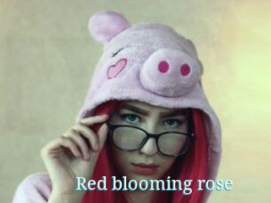 Red_blooming_rose