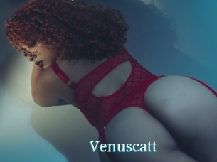 Venuscatt